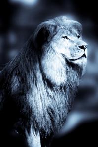 Terrific, le lion ami avec un Barbet